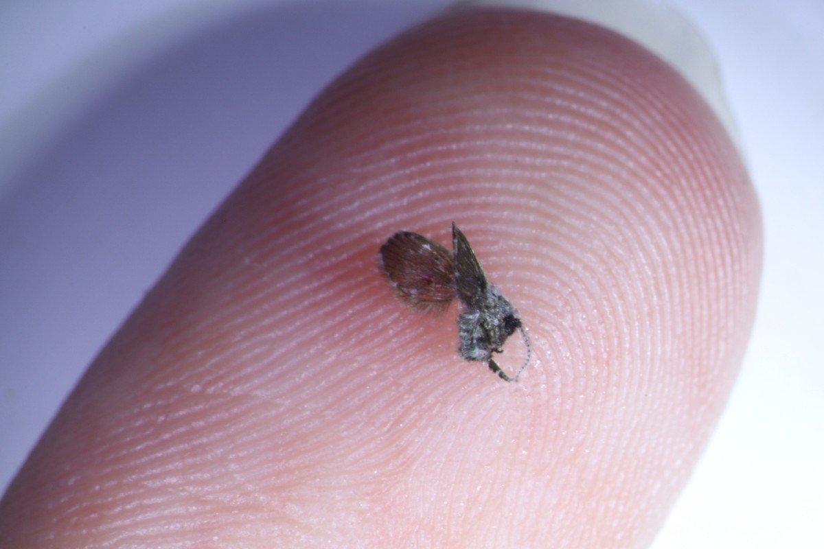 Fuzzy gray drain fly with hairy wings resting on a fingertip for scale