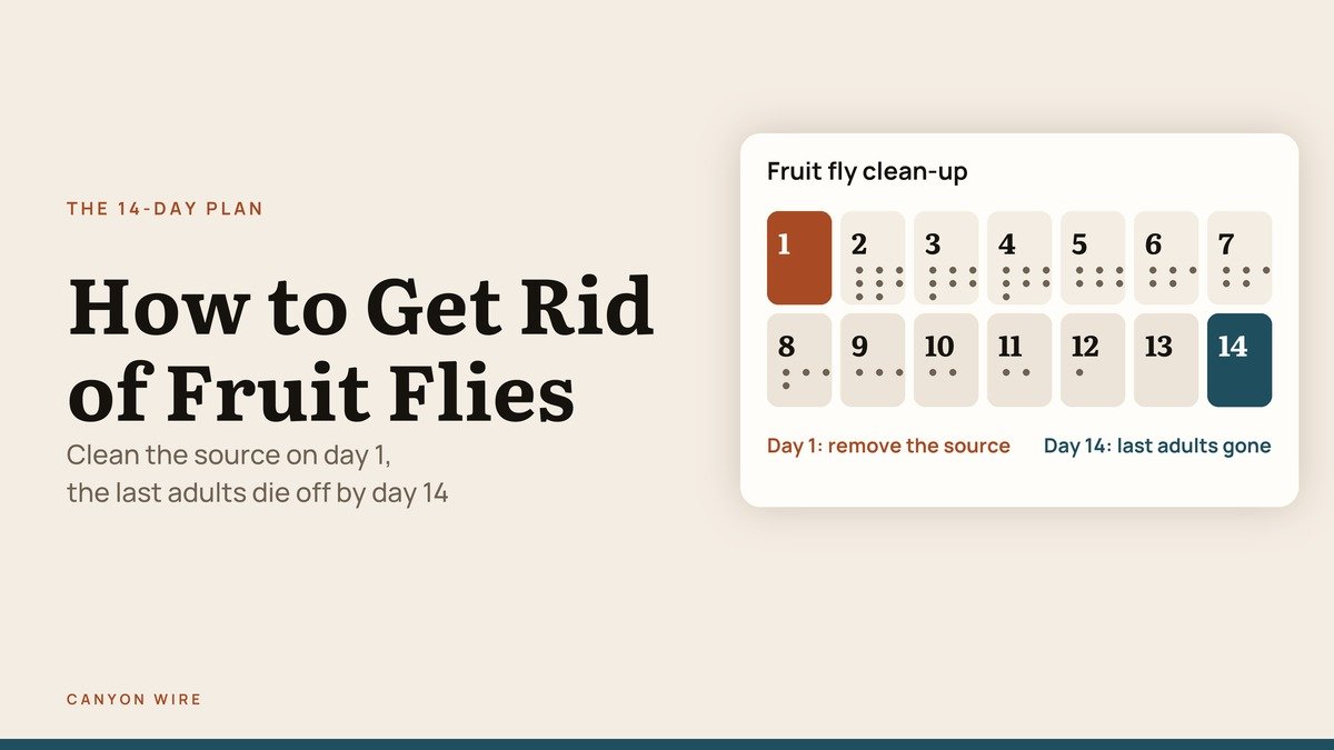 How to Get Rid of Fruit Flies headline with a 14-day countdown to the last adult
