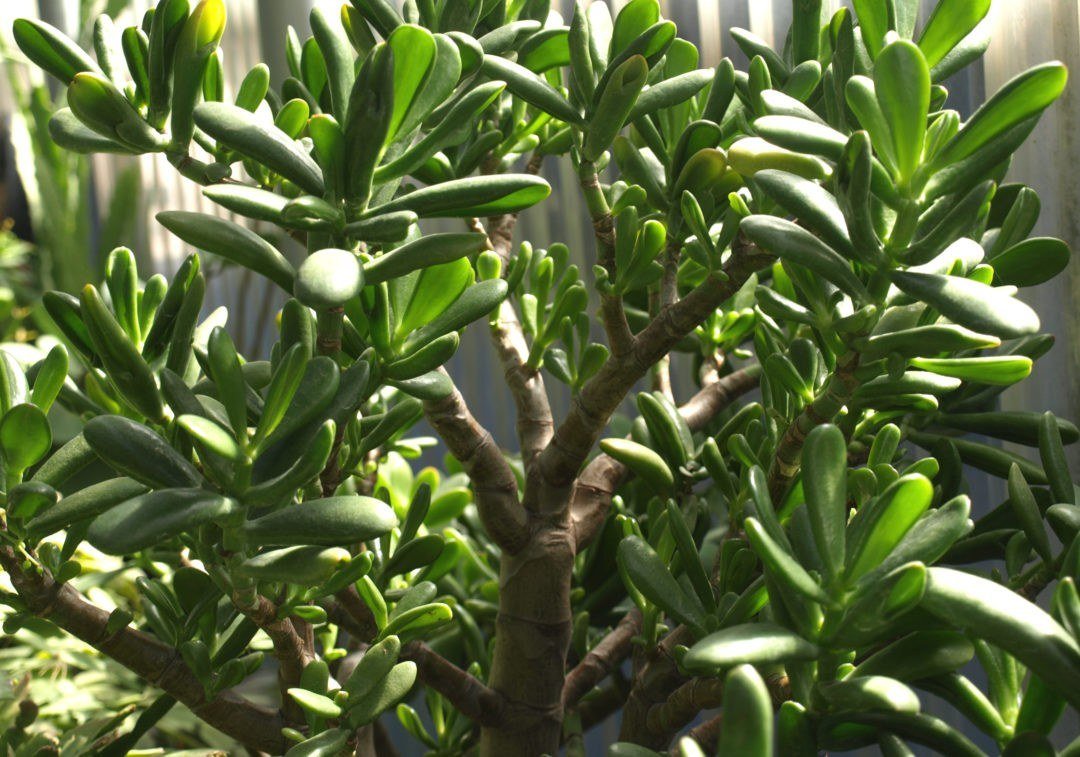 Branching jade tree with stout brown trunk and glossy green leaves