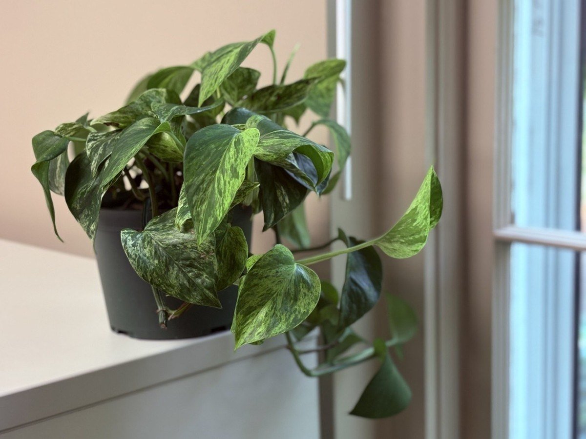 Marble Queen pothos in a gray pot trailing over a white windowsill