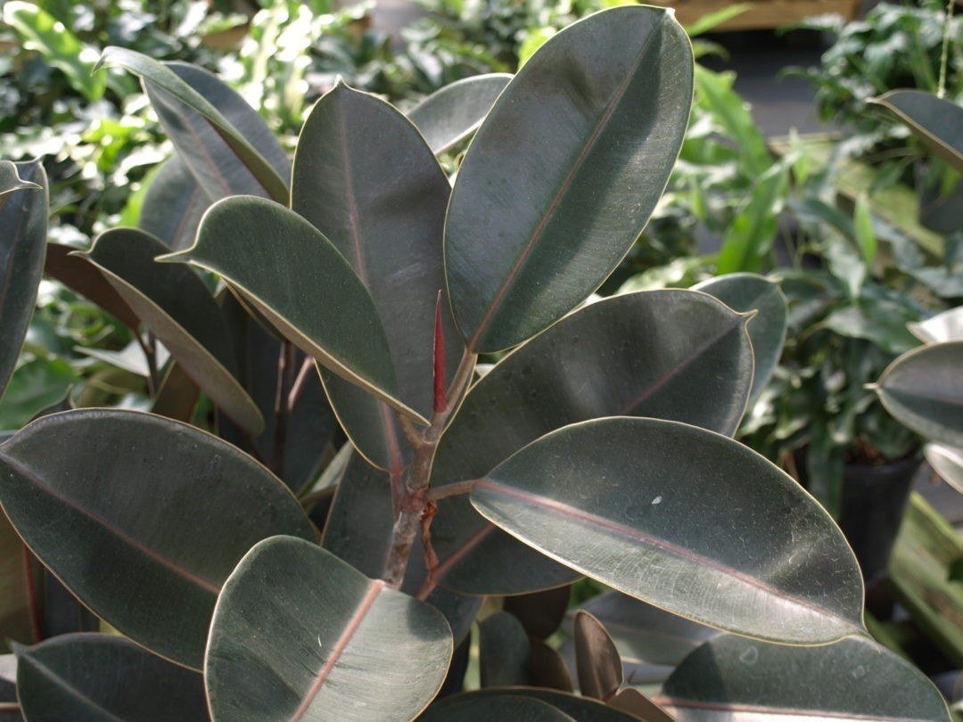 'Rubra' rubber plant with large dark green leaves and red midribs