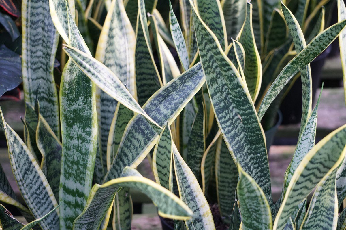 Crowd of snake plant leaves with gray-green bands and yellow edges