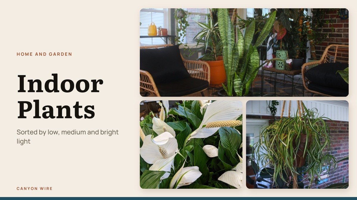 Snake plant in a sunroom, peace lily blooms and a hanging spider plant beside the Indoor Plants headline